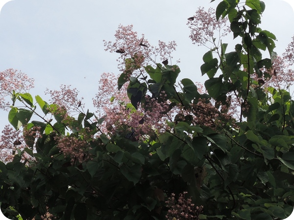 扇平林道克蘭樹上的紫斑蝶