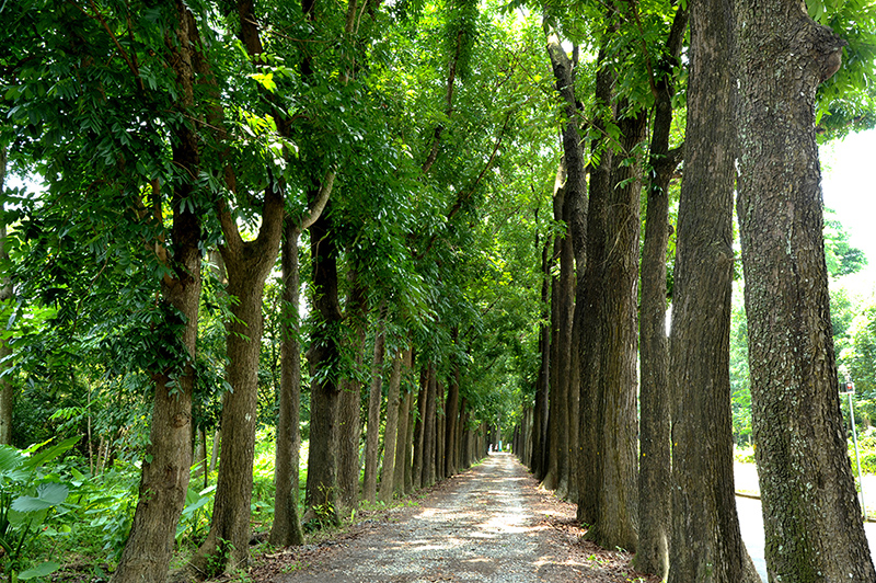 新威森林公園桃花心木林道