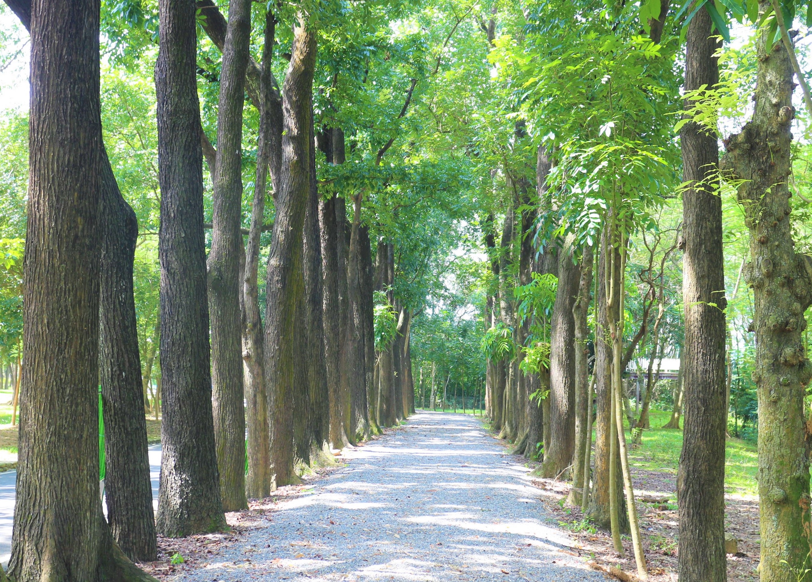 新威森林公園桃花心木步道