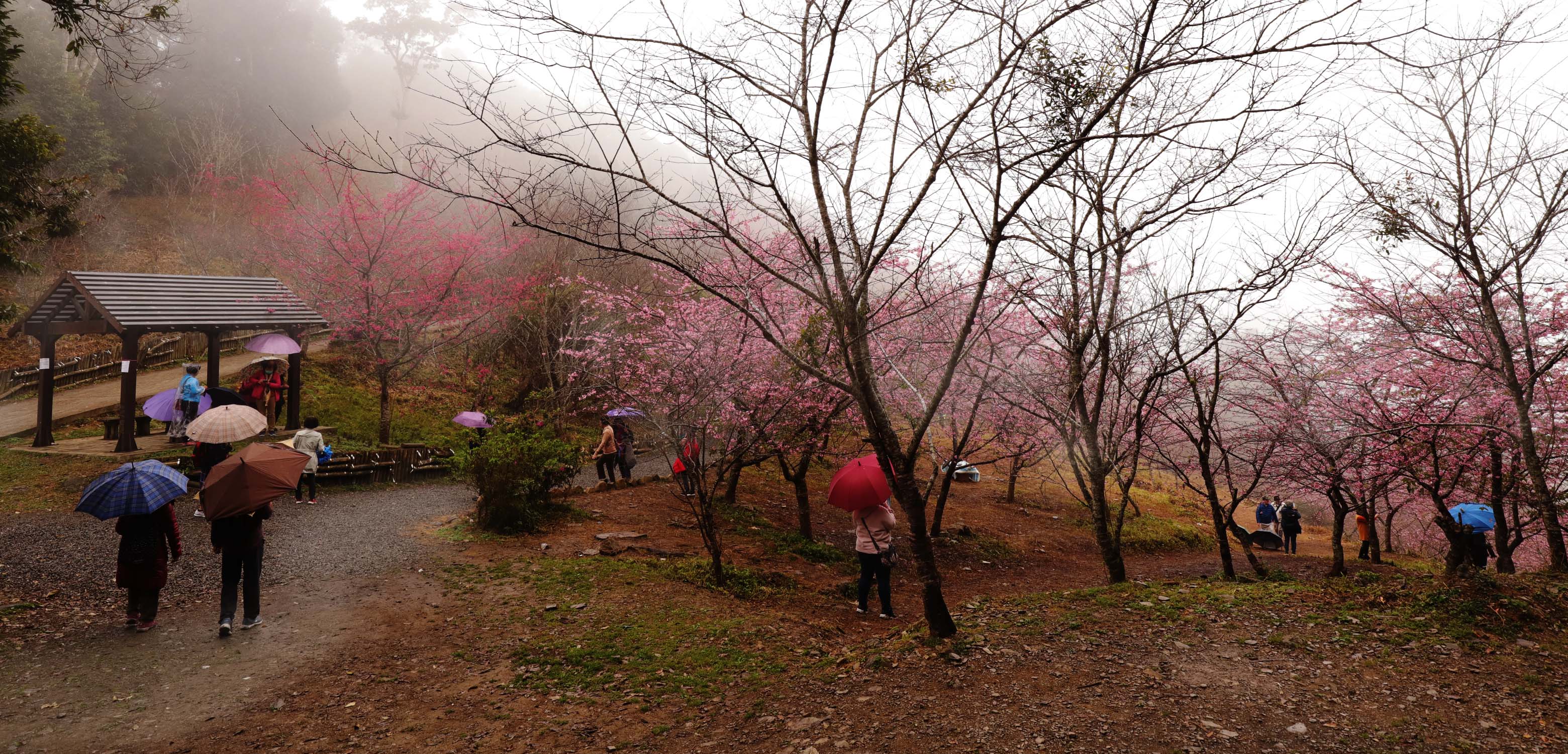 Baoshan Erjituan Cherry Blossom Park