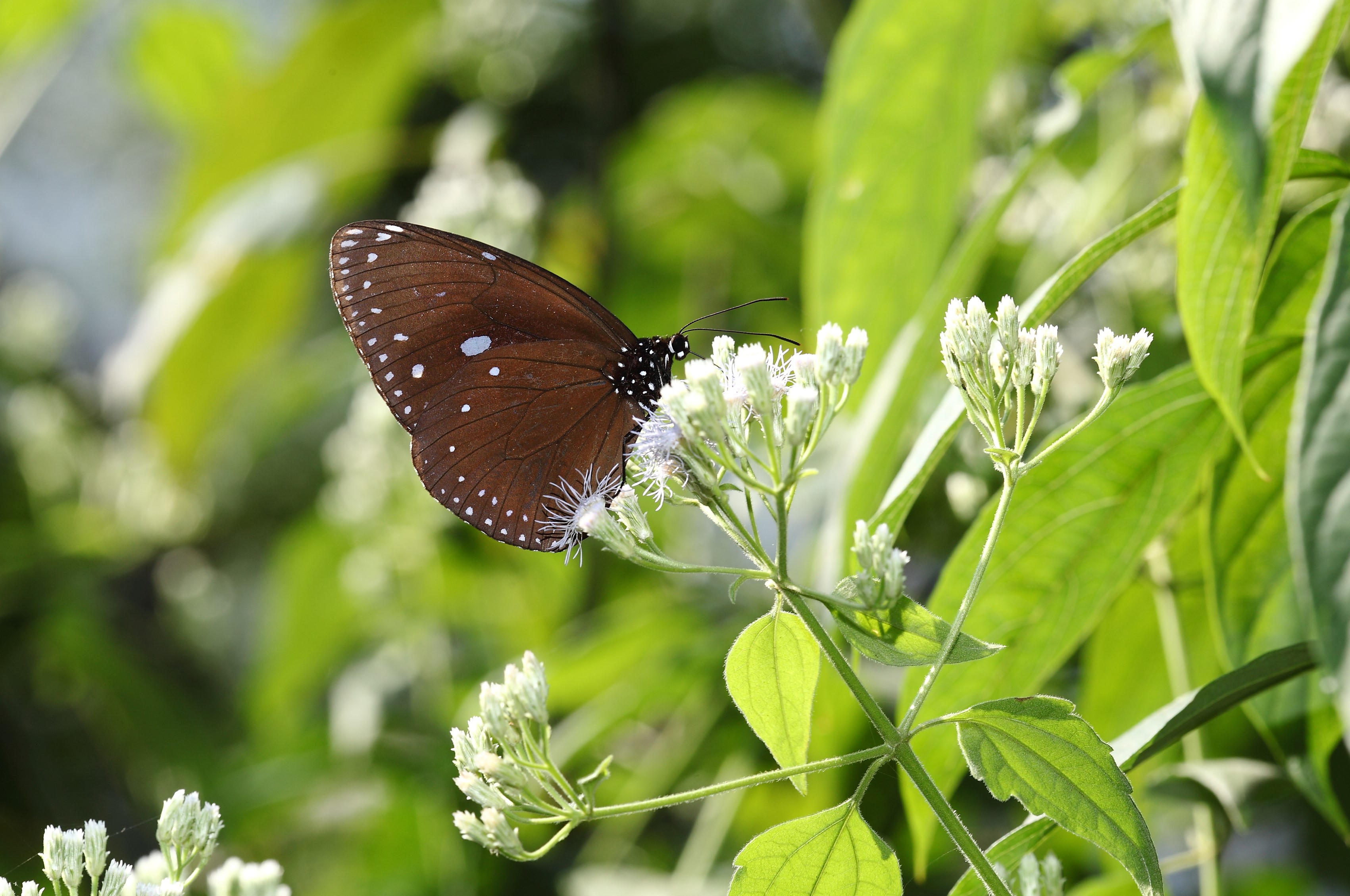 茂林-圓翅紫斑蝶