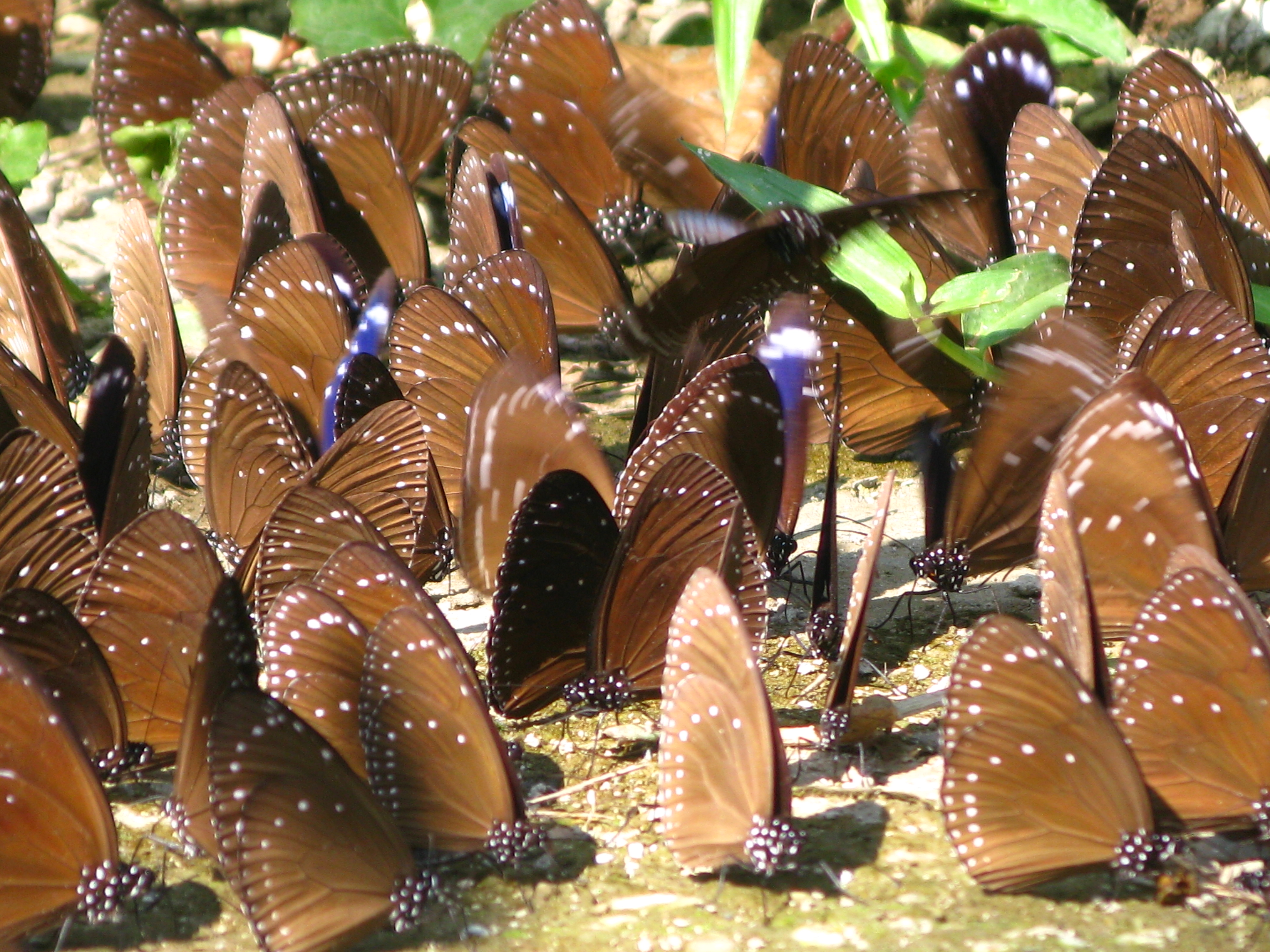 茂林-紫斑蝶