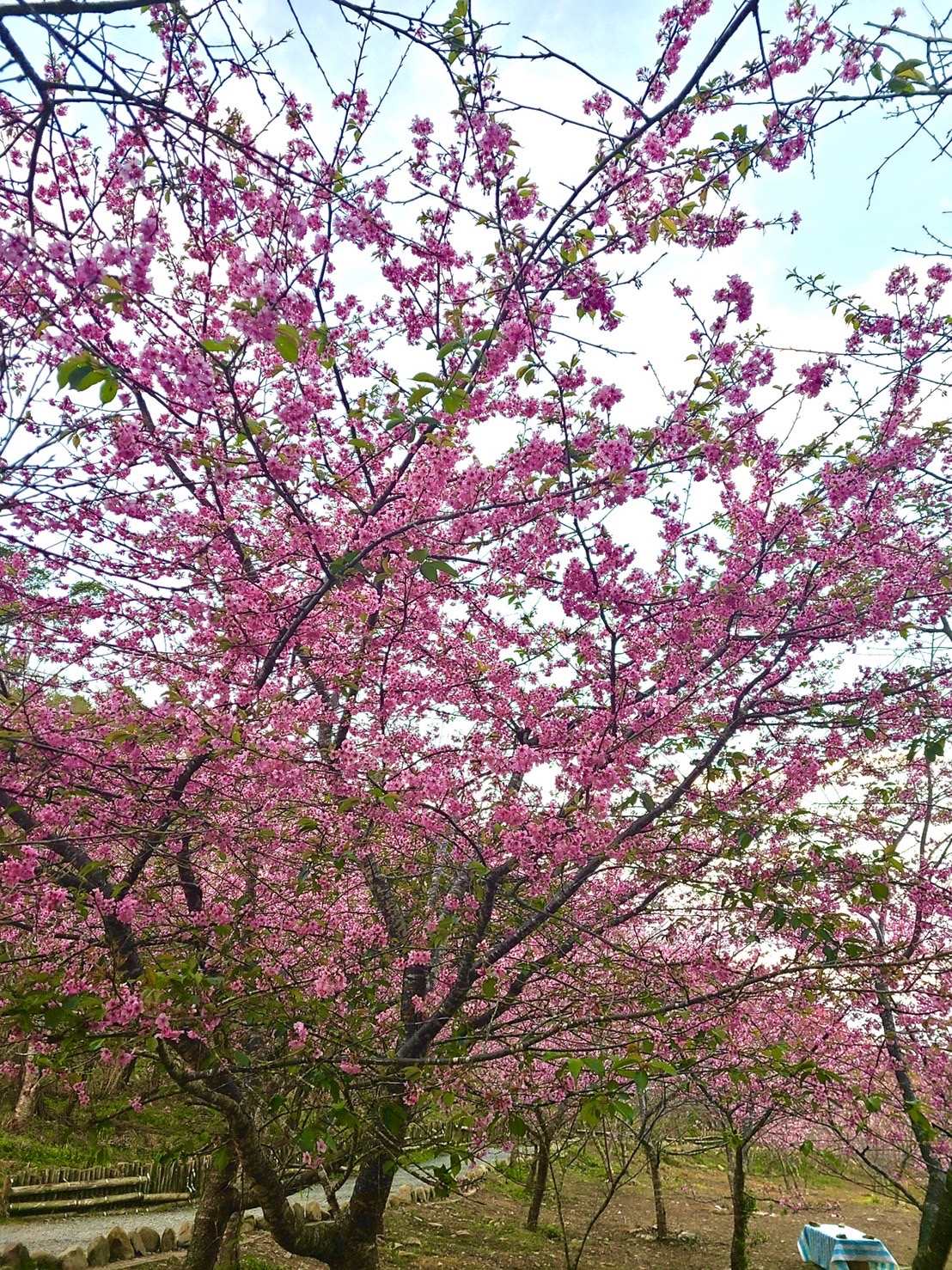 寶山二集團櫻花公園今年從1月底至3月上旬陸續綻放櫻花。