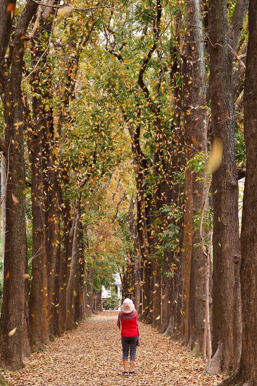 「新威森林公園」位於高雄市六龜區，擁有全長二公里的桃花心木步道。