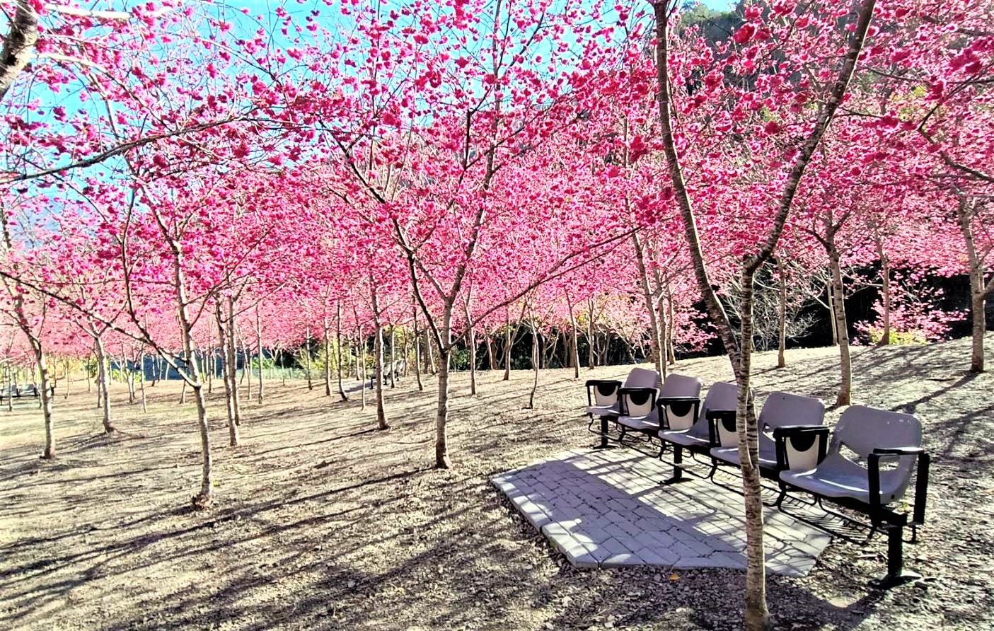 「拉芙蘭櫻花園」位於高雄市桃源區，種植5百株八重櫻，目前綻放爭艷不已。