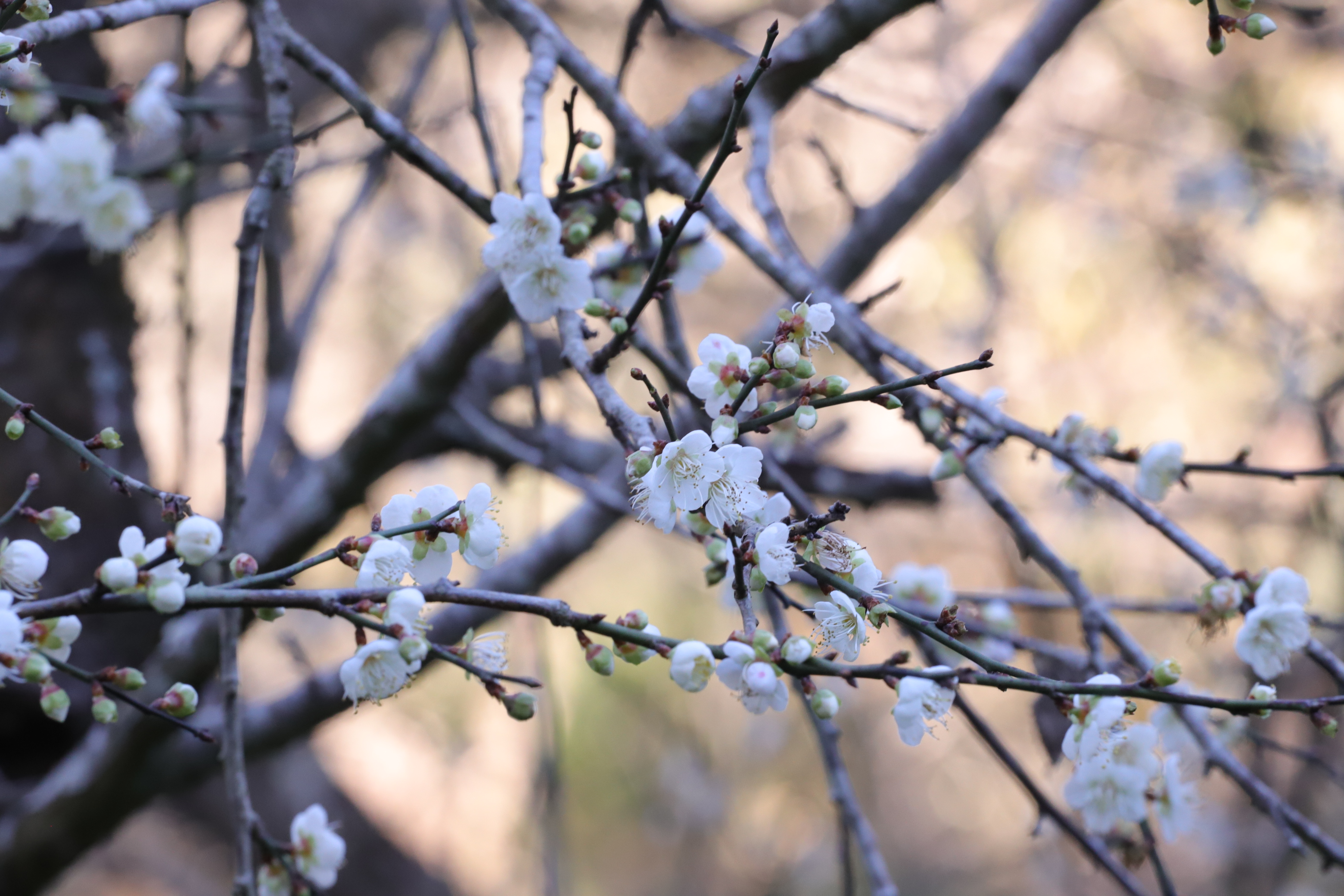 高雄市六龜區寶來有多處景點適合賞梅，至1月底前都是賞梅花的最好時節。