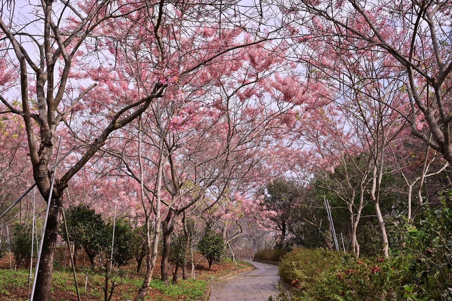 茂管處與神威天台山道場合作，於3月至4月期間，開放遊客從新威森林公園走進天台山花旗木園區賞花。