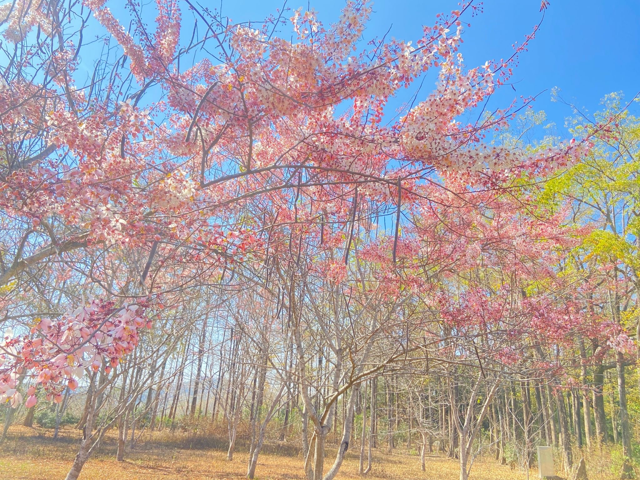 天臺山維多利亞花園大片的粉紅色花旗木開花，美不勝收。