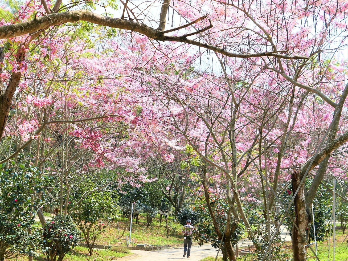 天臺山維多利亞花園粉紅綻開的花旗木，吸引民眾前來拍照。