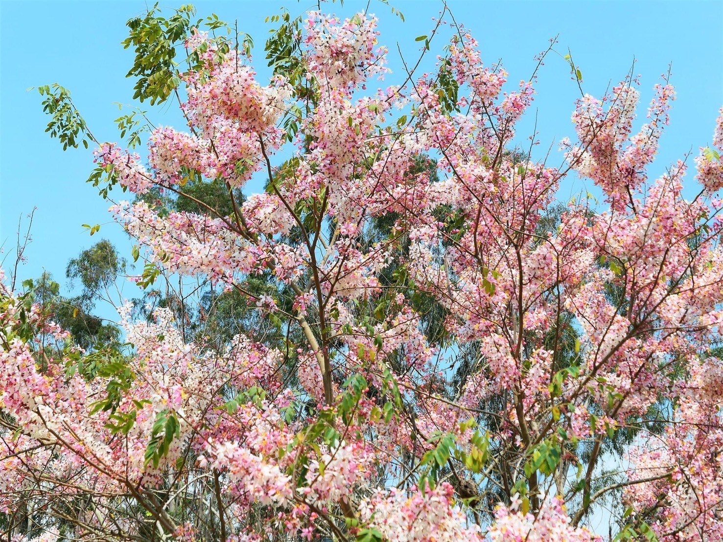 每年3月至4月期間，是六龜地區花旗木綻放的季節，朵朵粉色花朵，吸引目光