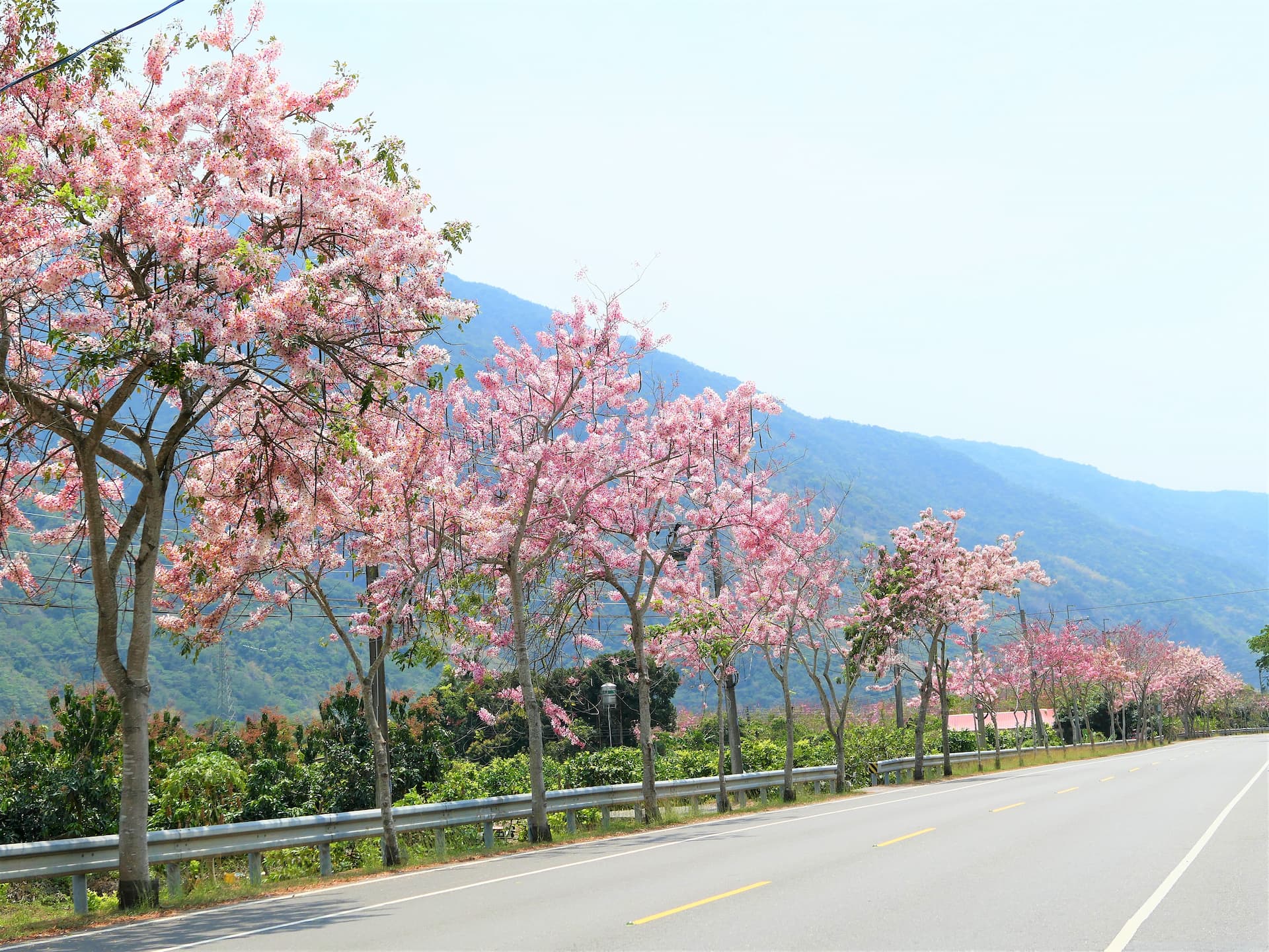 台28、台27甲兩旁一片粉紅襯著山林的青綠，微風吹過時花瓣灑落，體驗名符其實的「桃紅陣雨樹」之美！