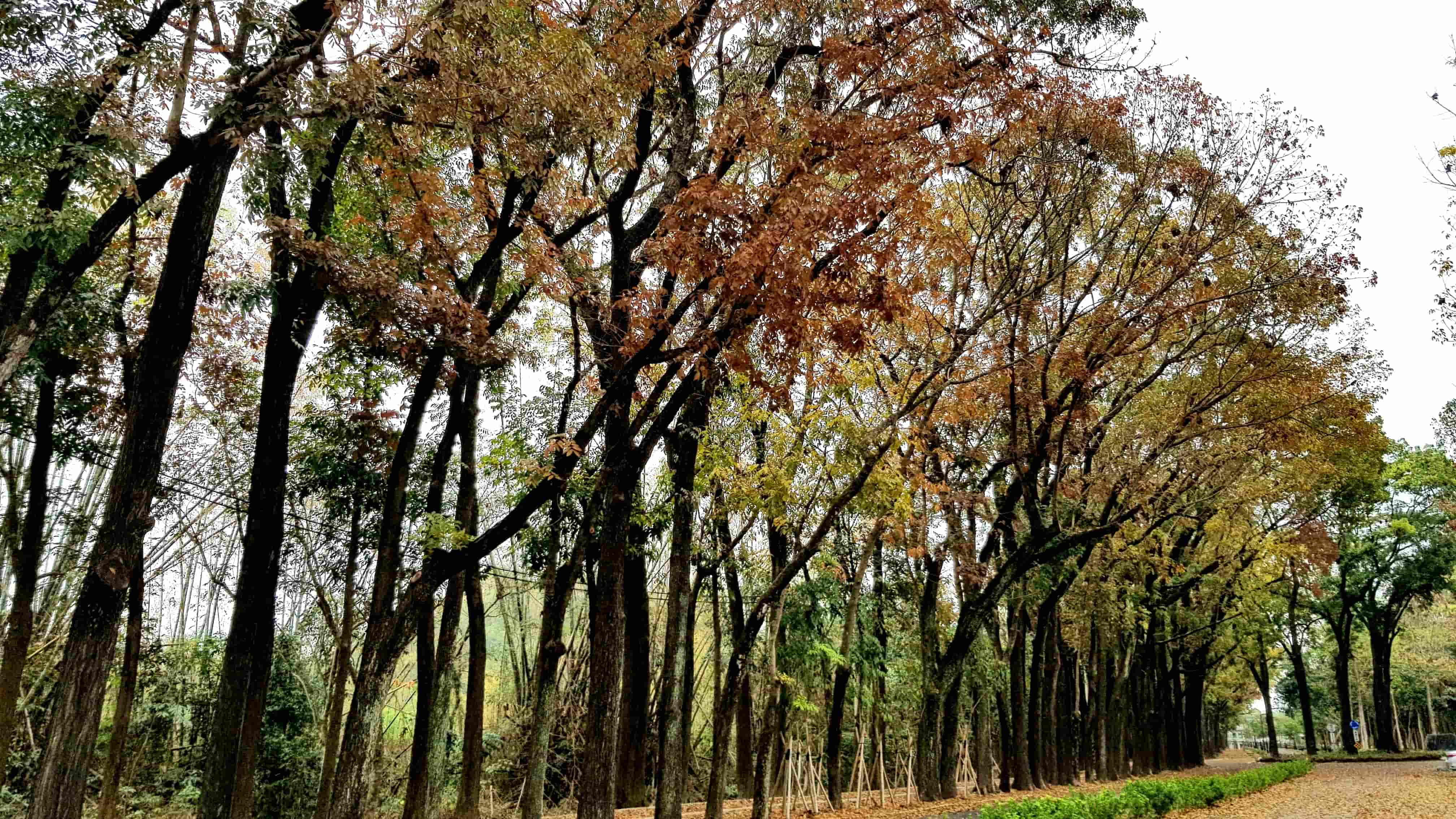 新威森林公園-在家也能來場森呼吸