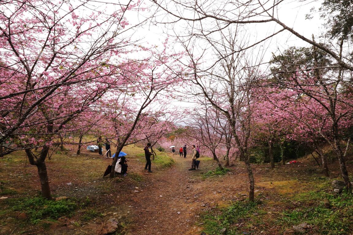 Baoshan Erjituan Cherry Blossom Park