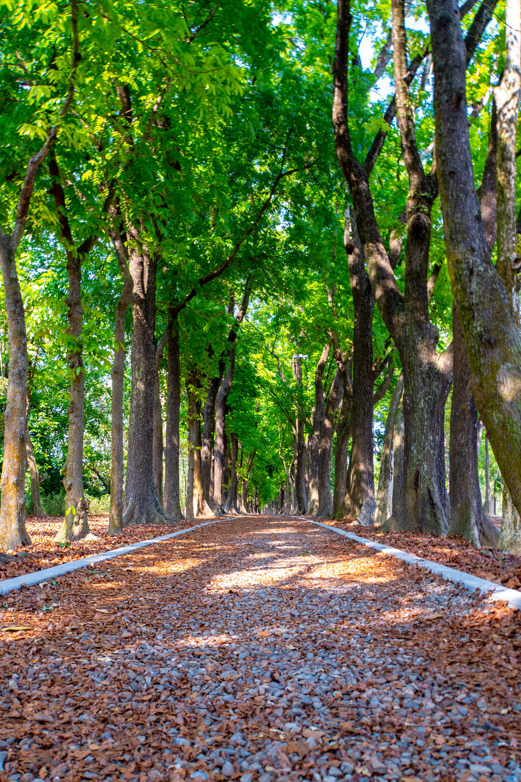 Xinwei Forest Park