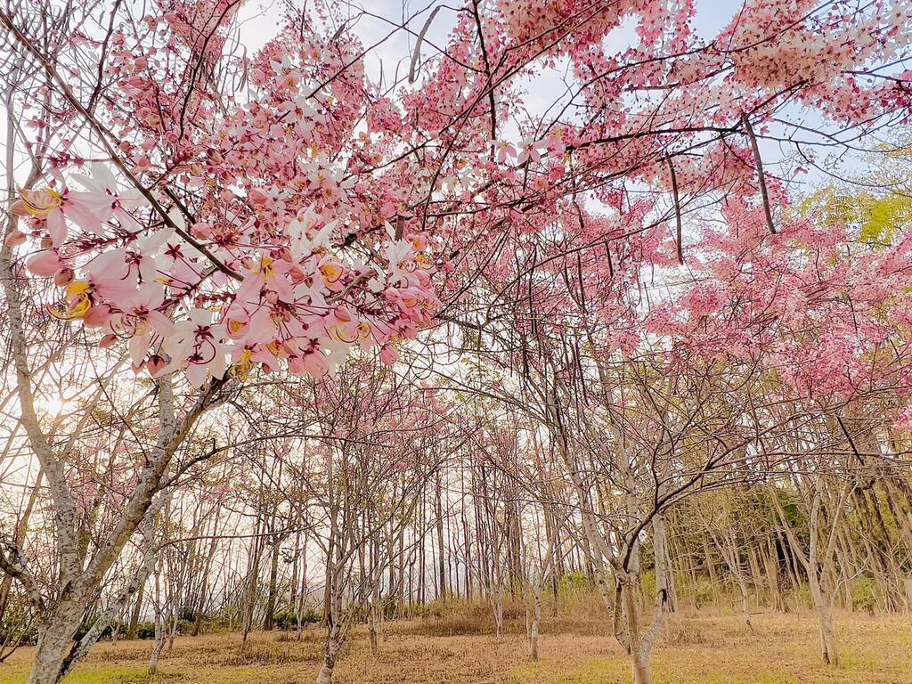 櫻花