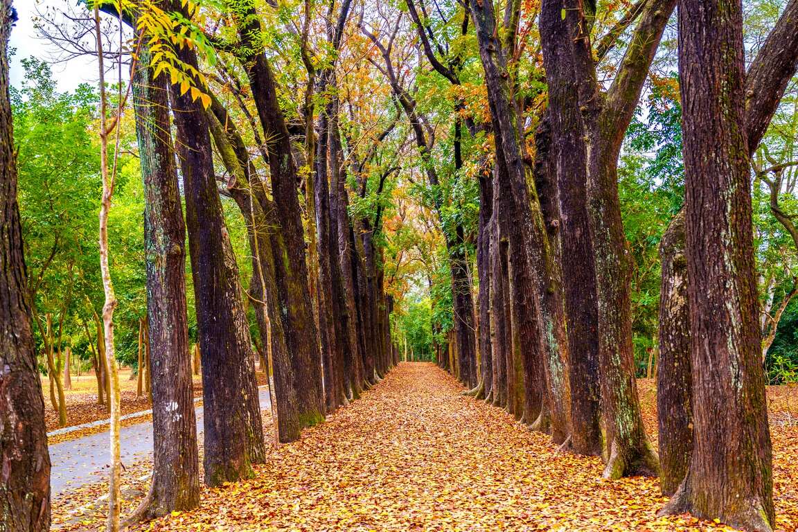 Ecological Exploration Half-Day Trips-Xinwei Fores