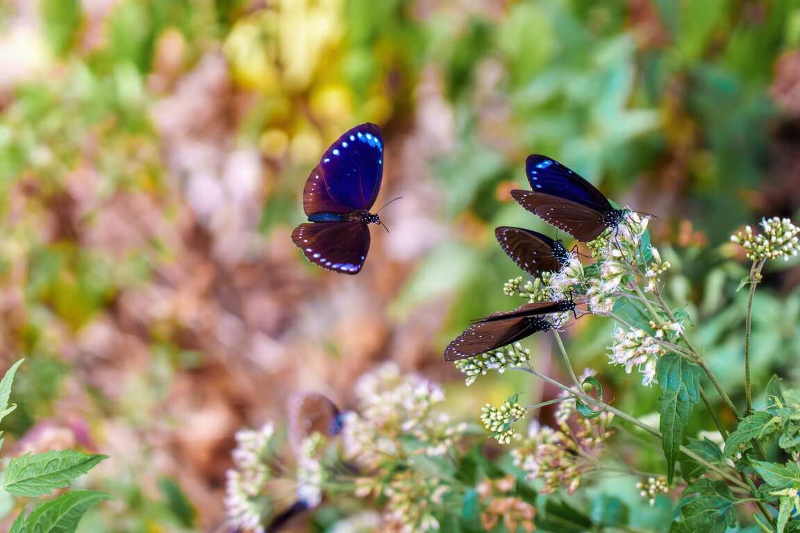Ecological Exploration One Day Trips-Maolin Eco Pa