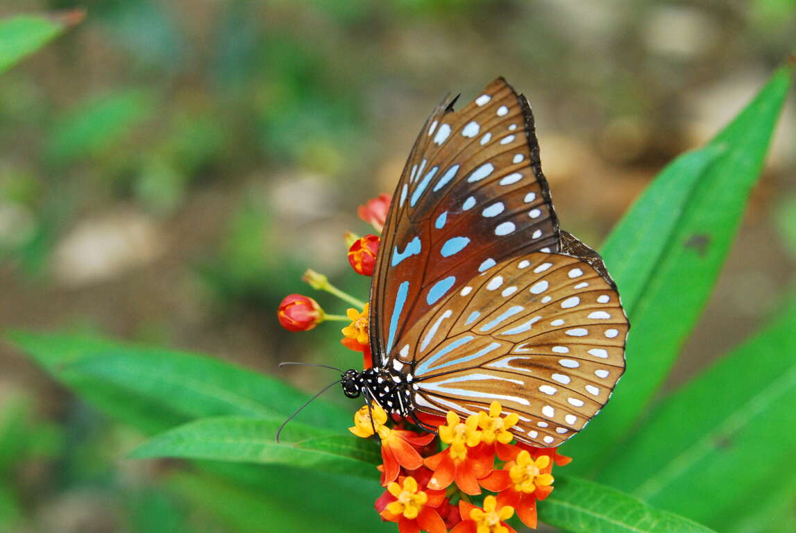 茂林ダブルイヤー蝶観察イベント