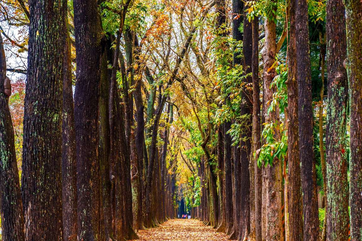 新威森林公園桃花心木