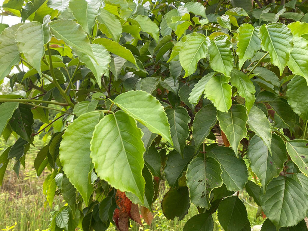茄苳-葉