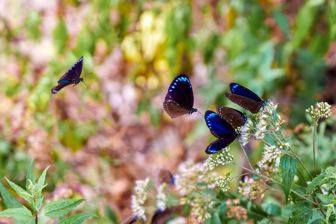 Maolin Eco Park (The Hidden Valley of Purple Crow 