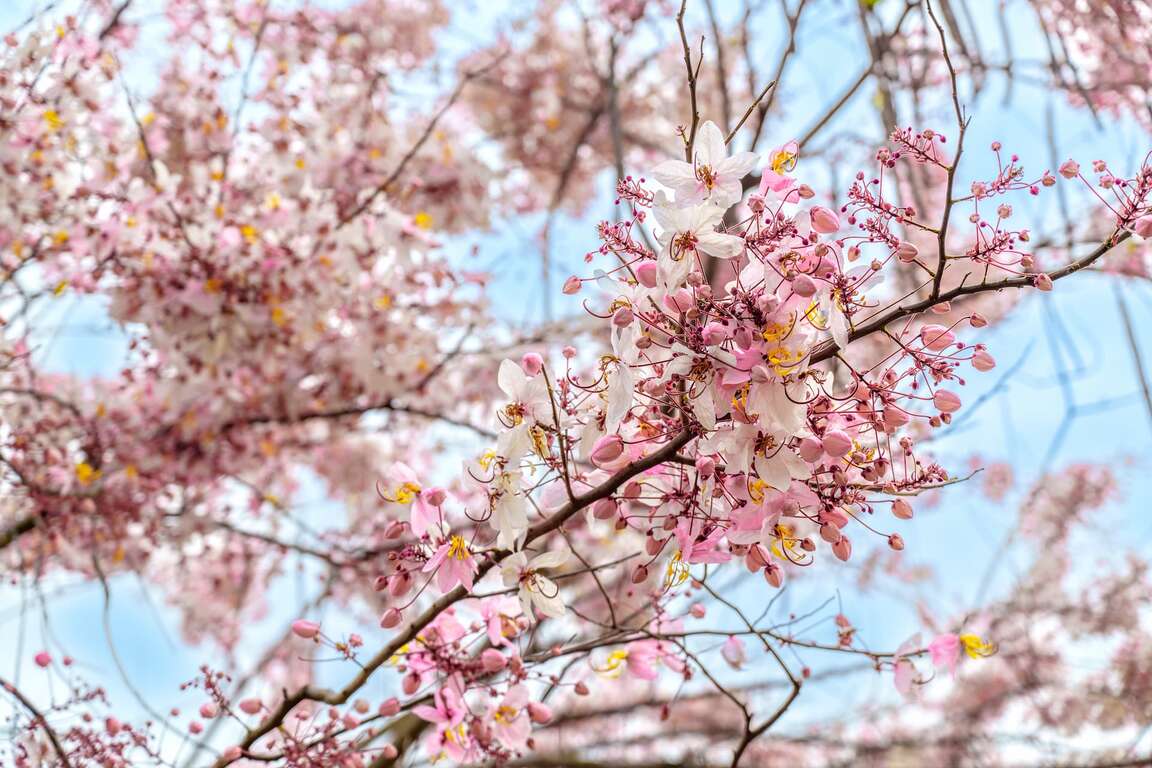 신웨이 삼림공원 (新威森林公園)
