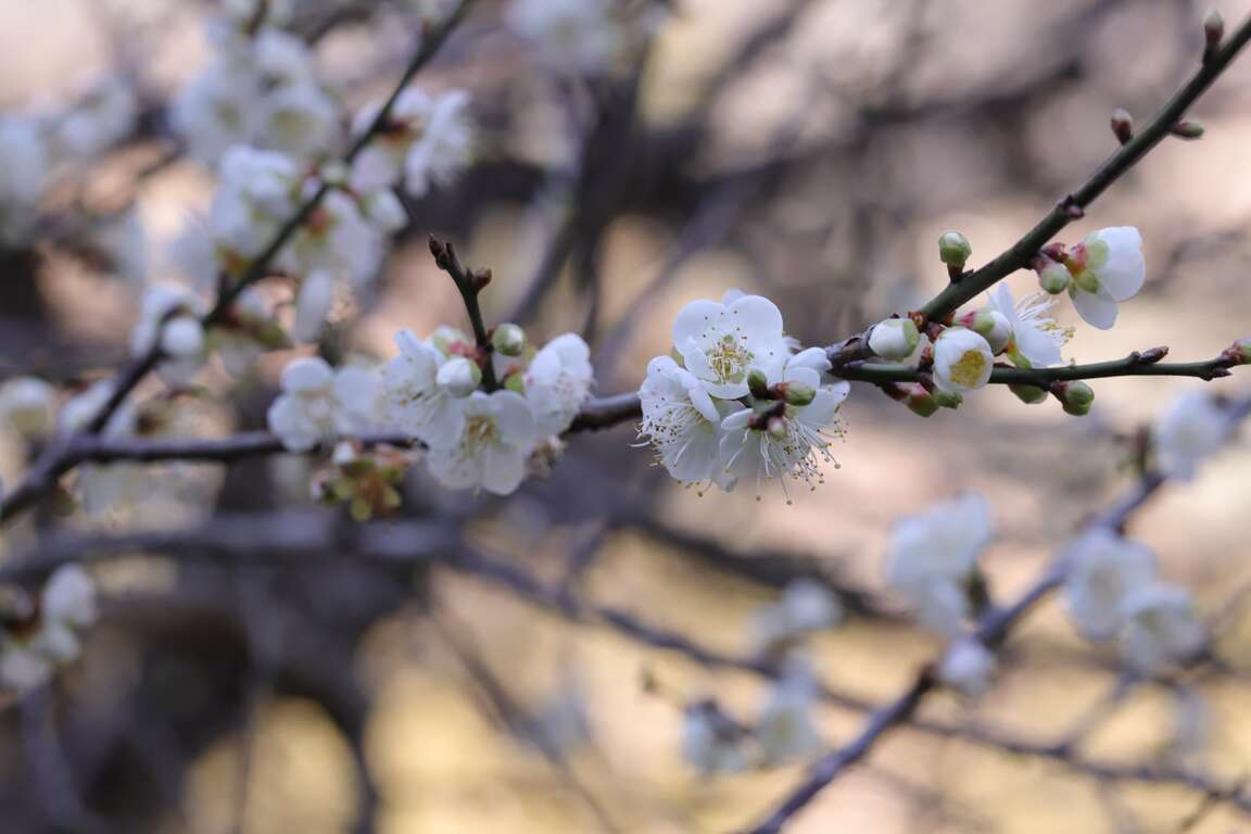 Fetrip of Whispering Flowers in the Mountains