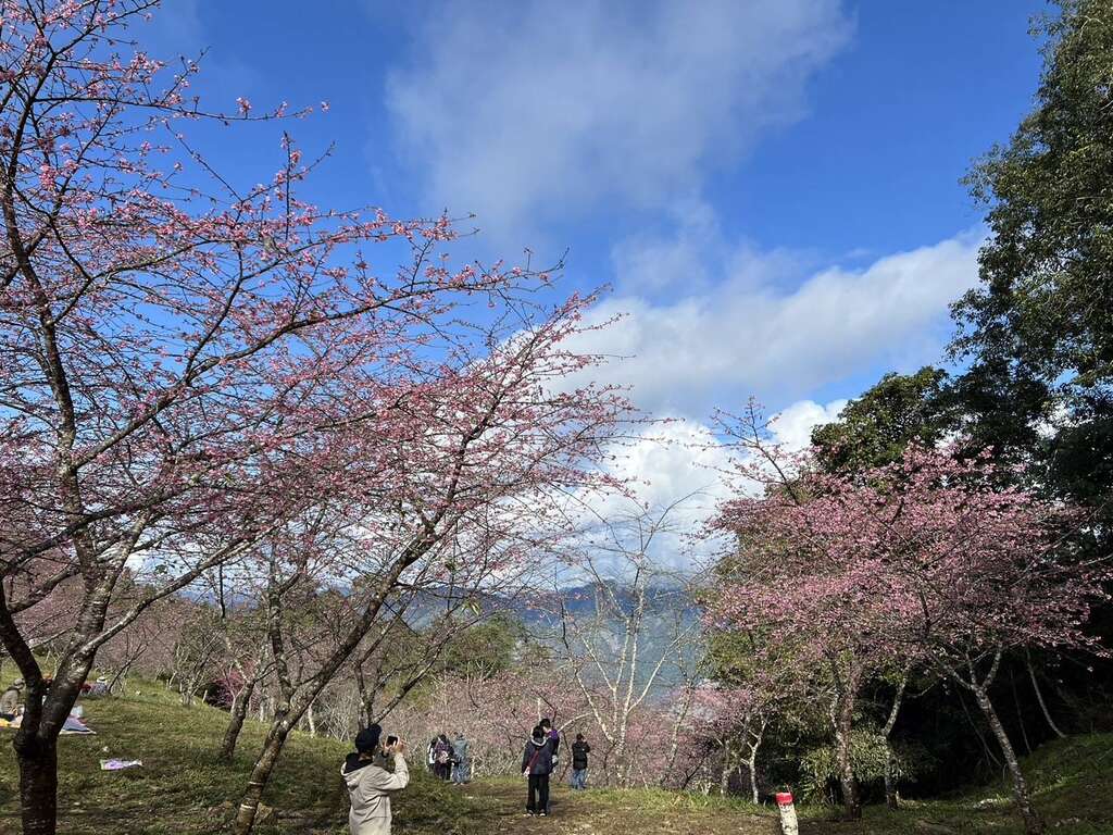 寶來二集團櫻花公園