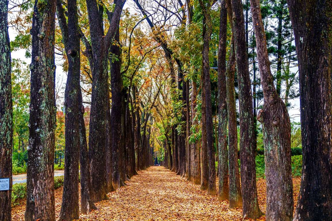 新威森林公園桃花心木道