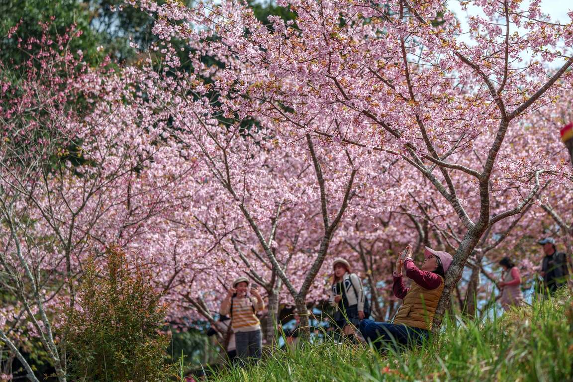 Baoshan Erjituan Cherry Blossom Park