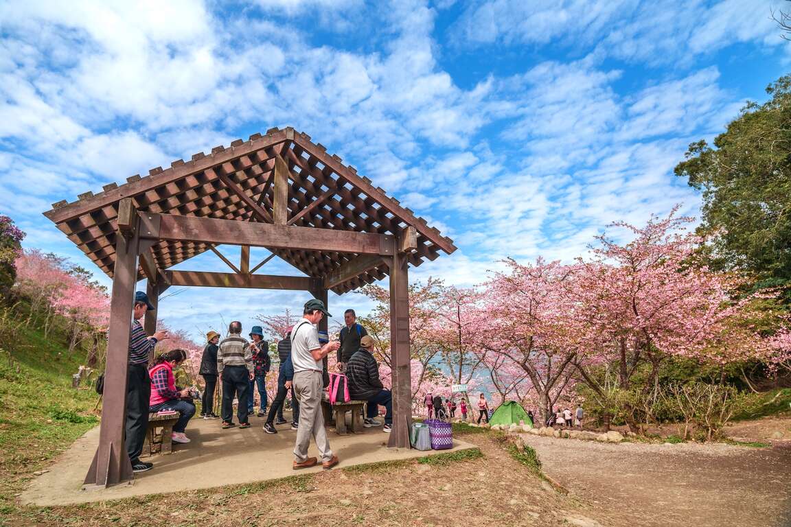 宝山二集団桜花公園