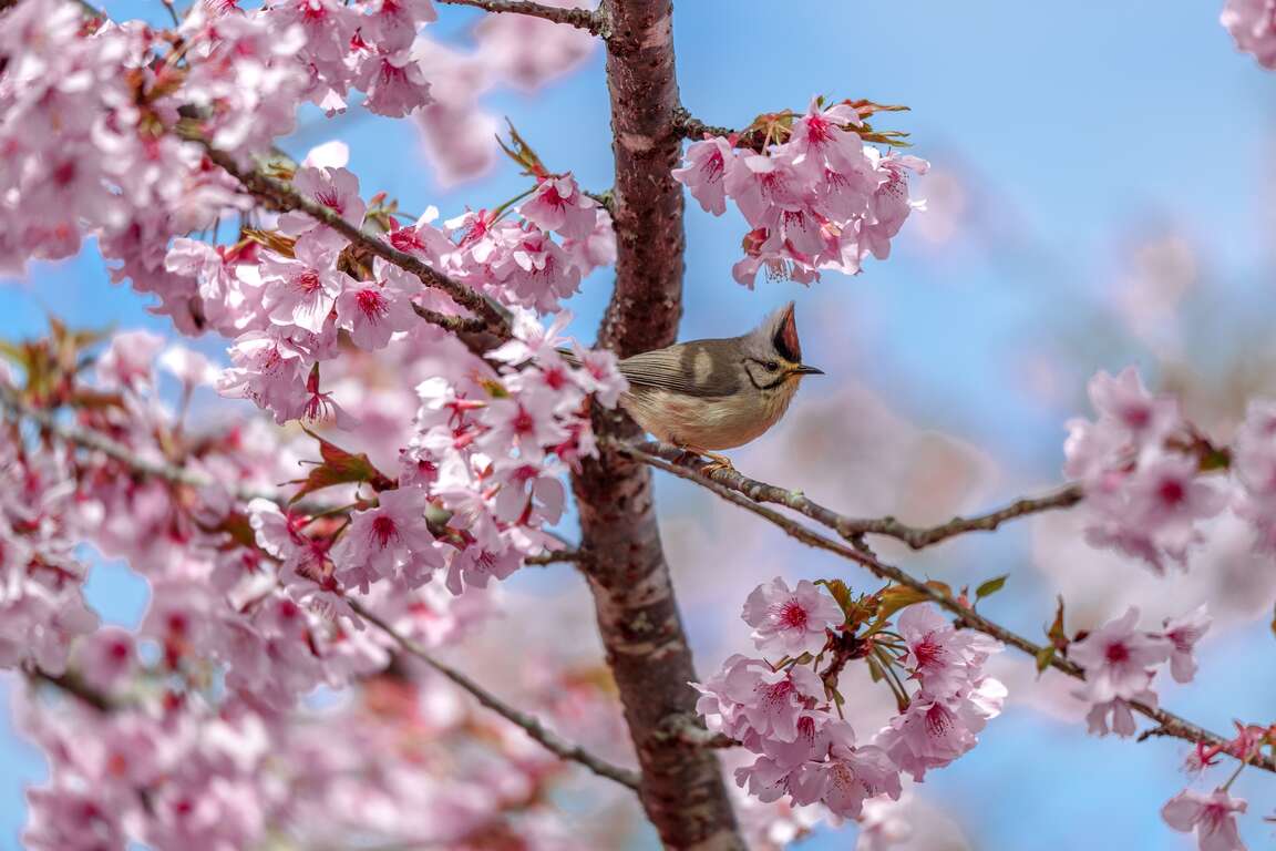 宝山二集団桜花公園