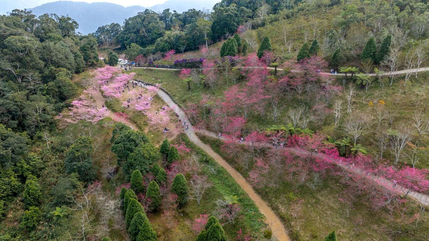 宝山二集団桜花公園