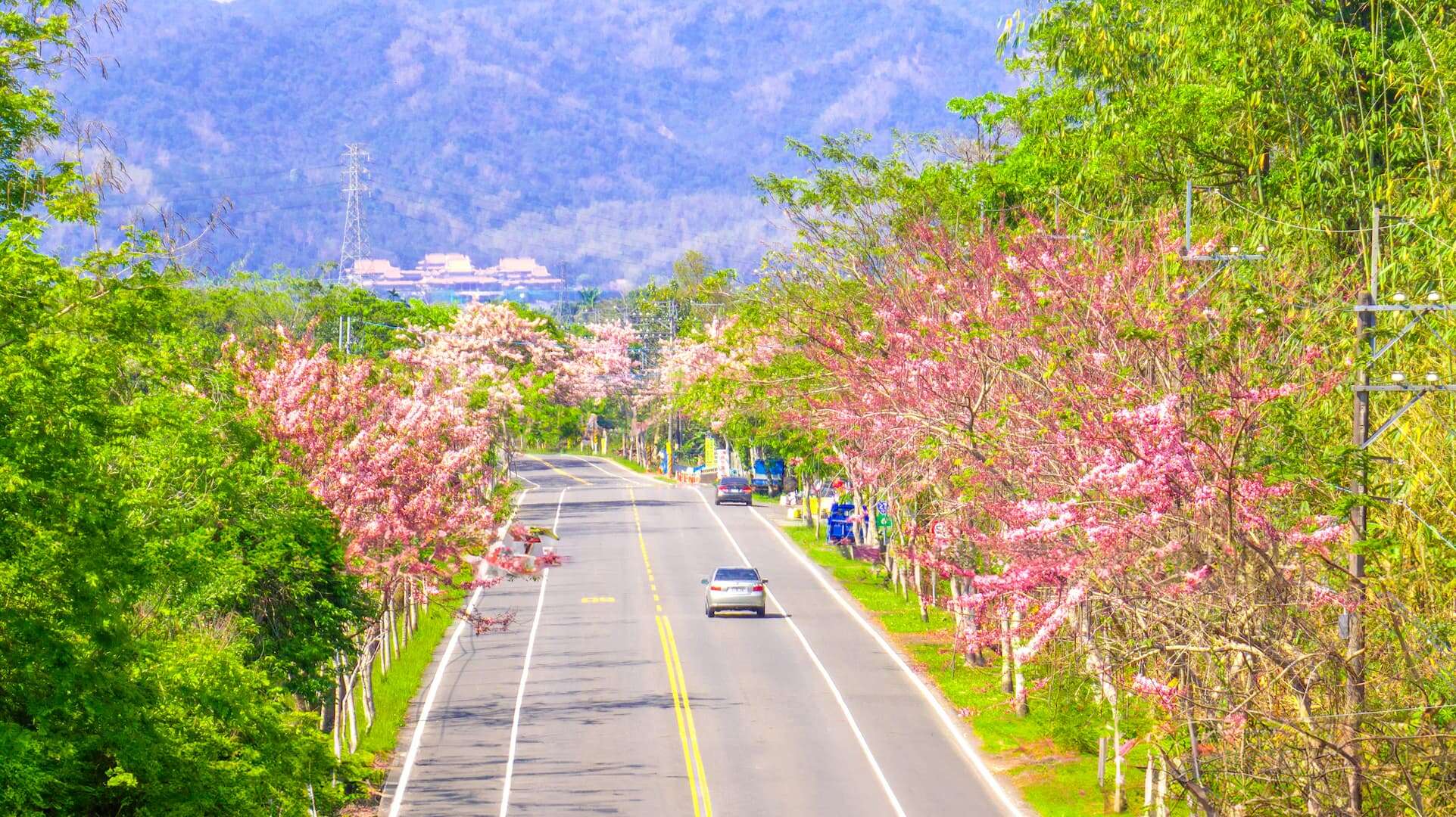 花旗木沿台27甲線綿延約3.5公里