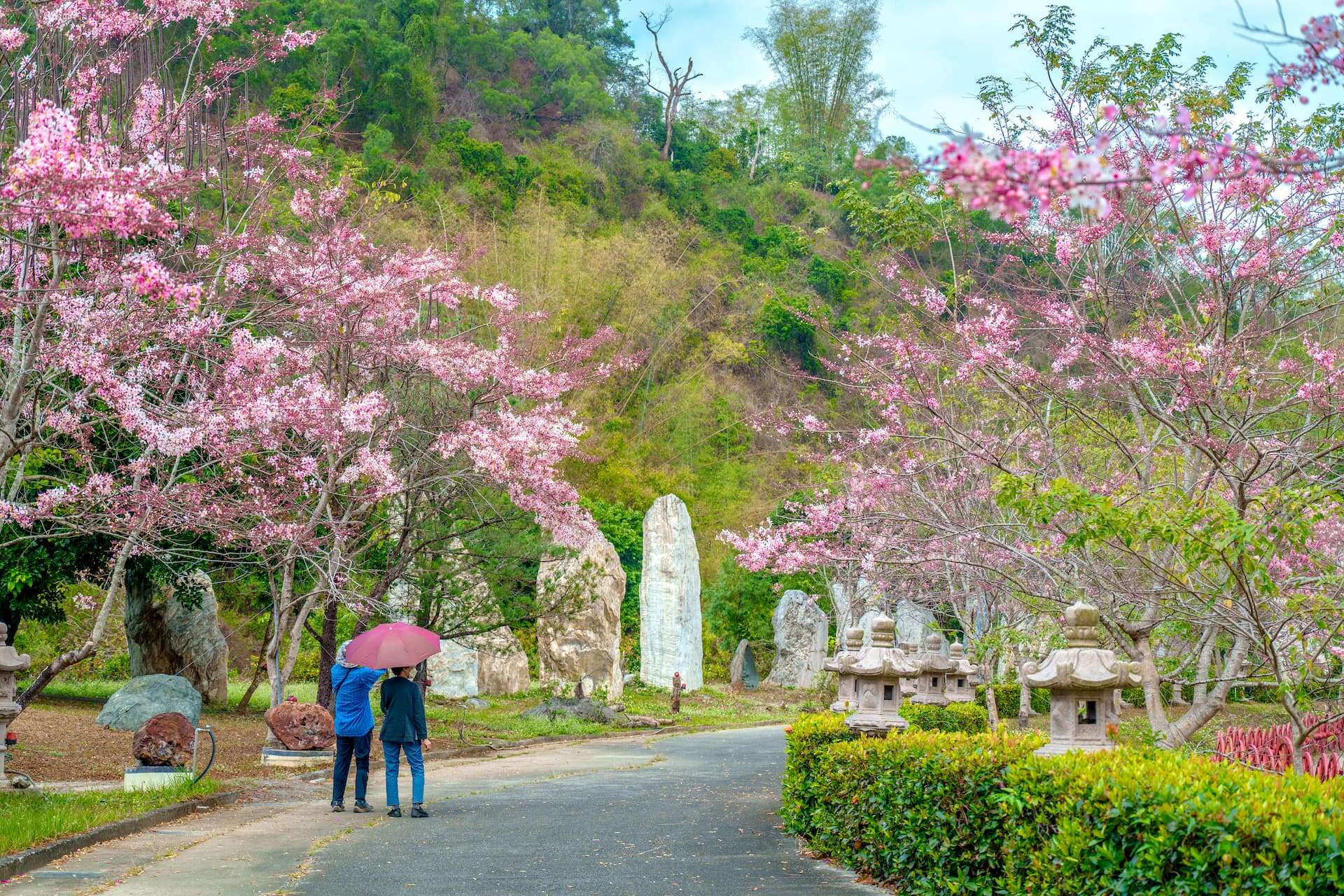 神威天臺山道場花旗木盛開