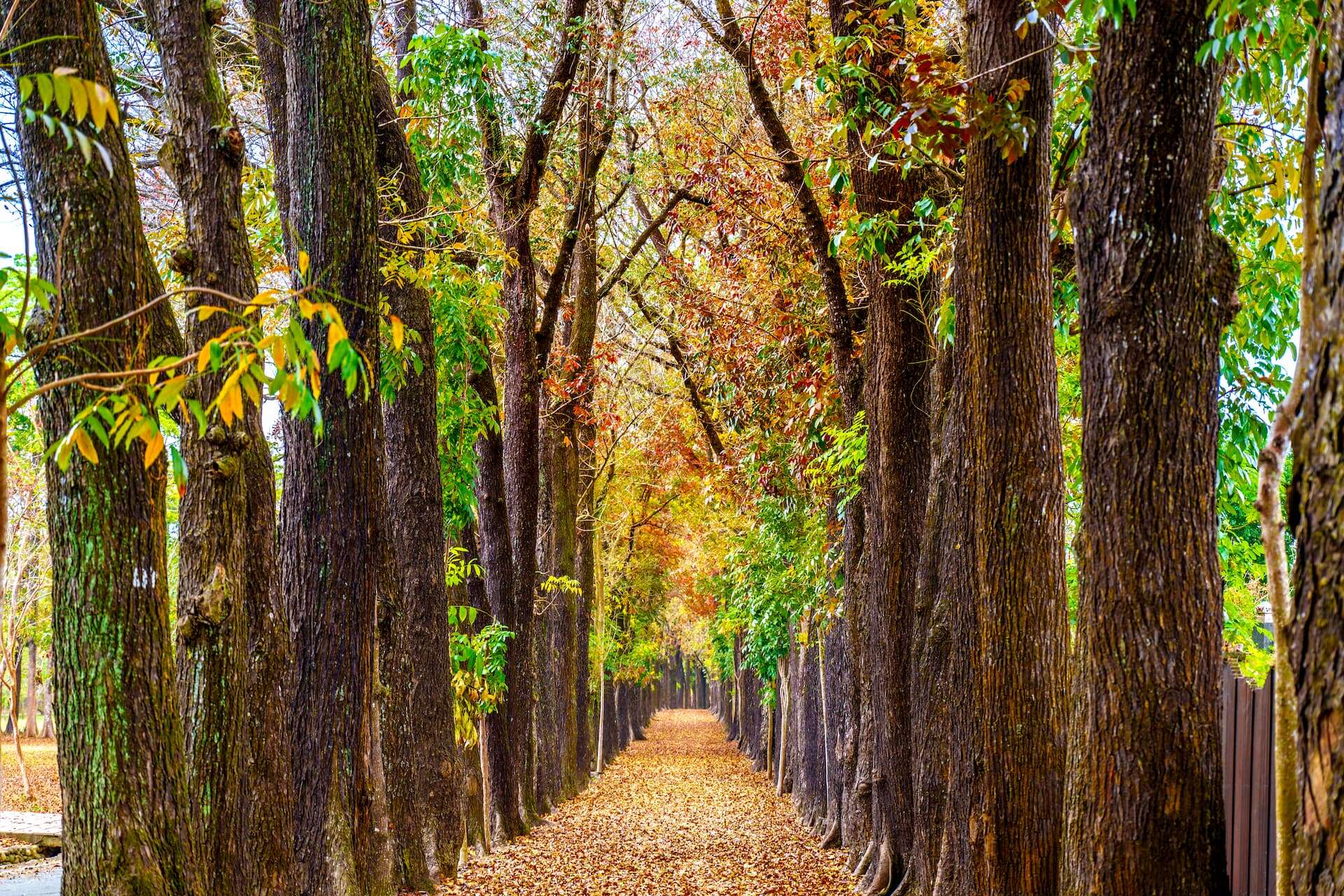 新威遊客中心桃花心木步道落葉