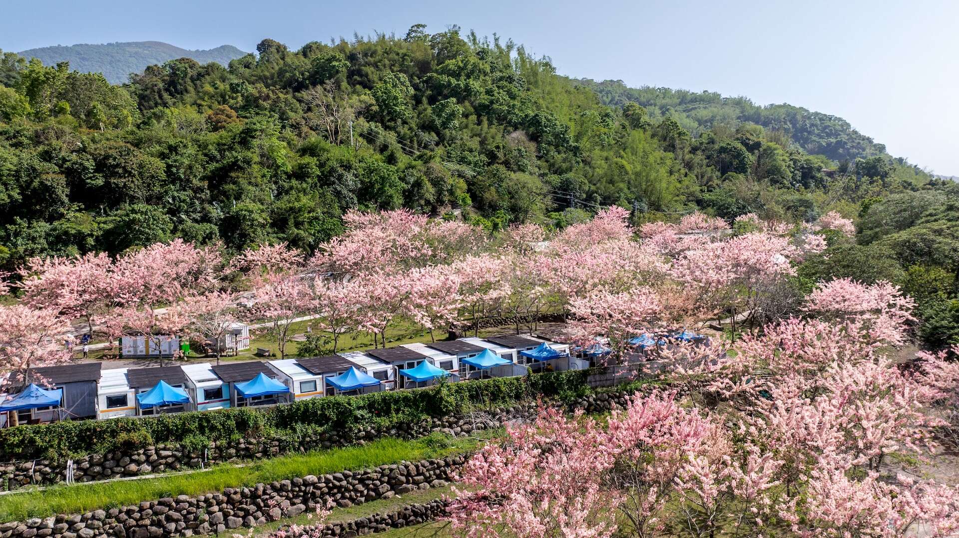 寶來花賞溫泉公園內花旗木盛開美景