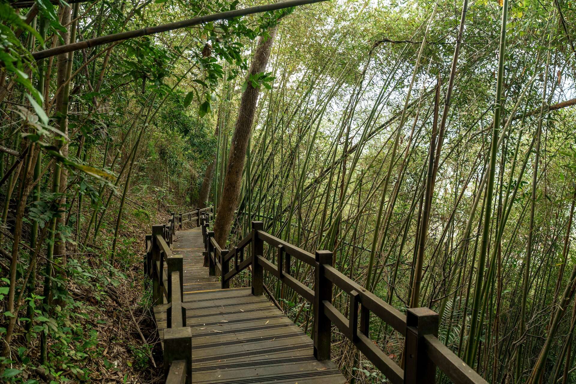 步道穿過一片幽靜的竹林