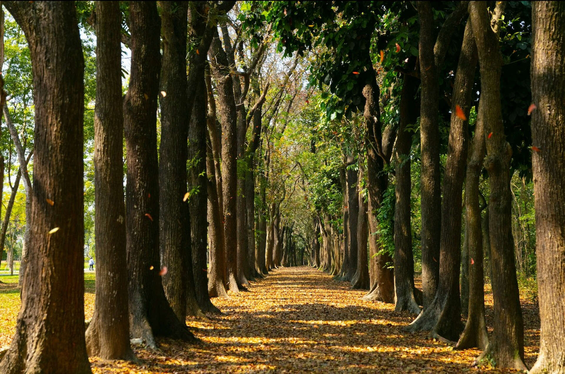 新威森林公園的桃花心木步道是拍攝取景的招牌景色