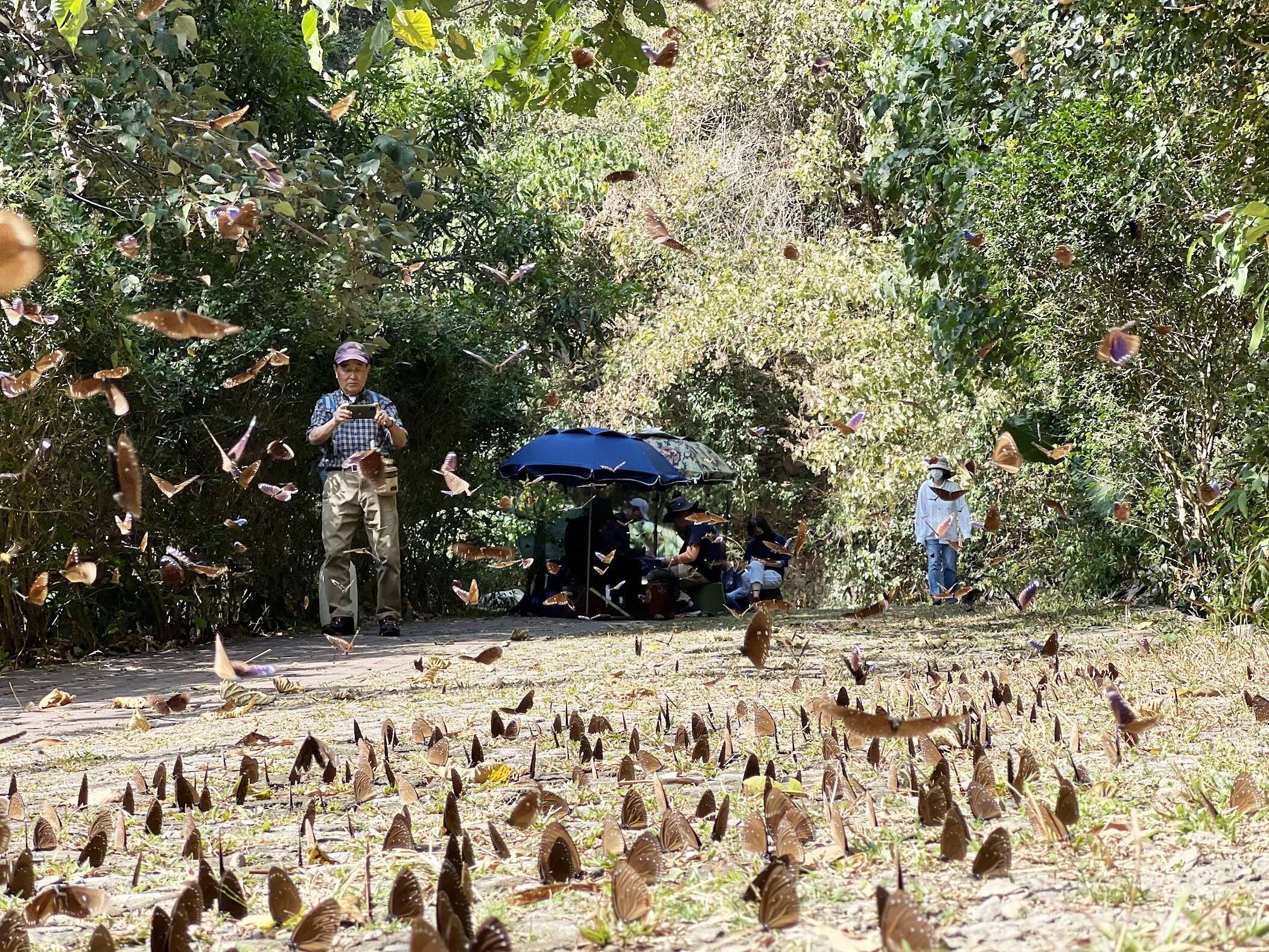 2025-2026 Maolin Purple Butterfly Valley Biennial 