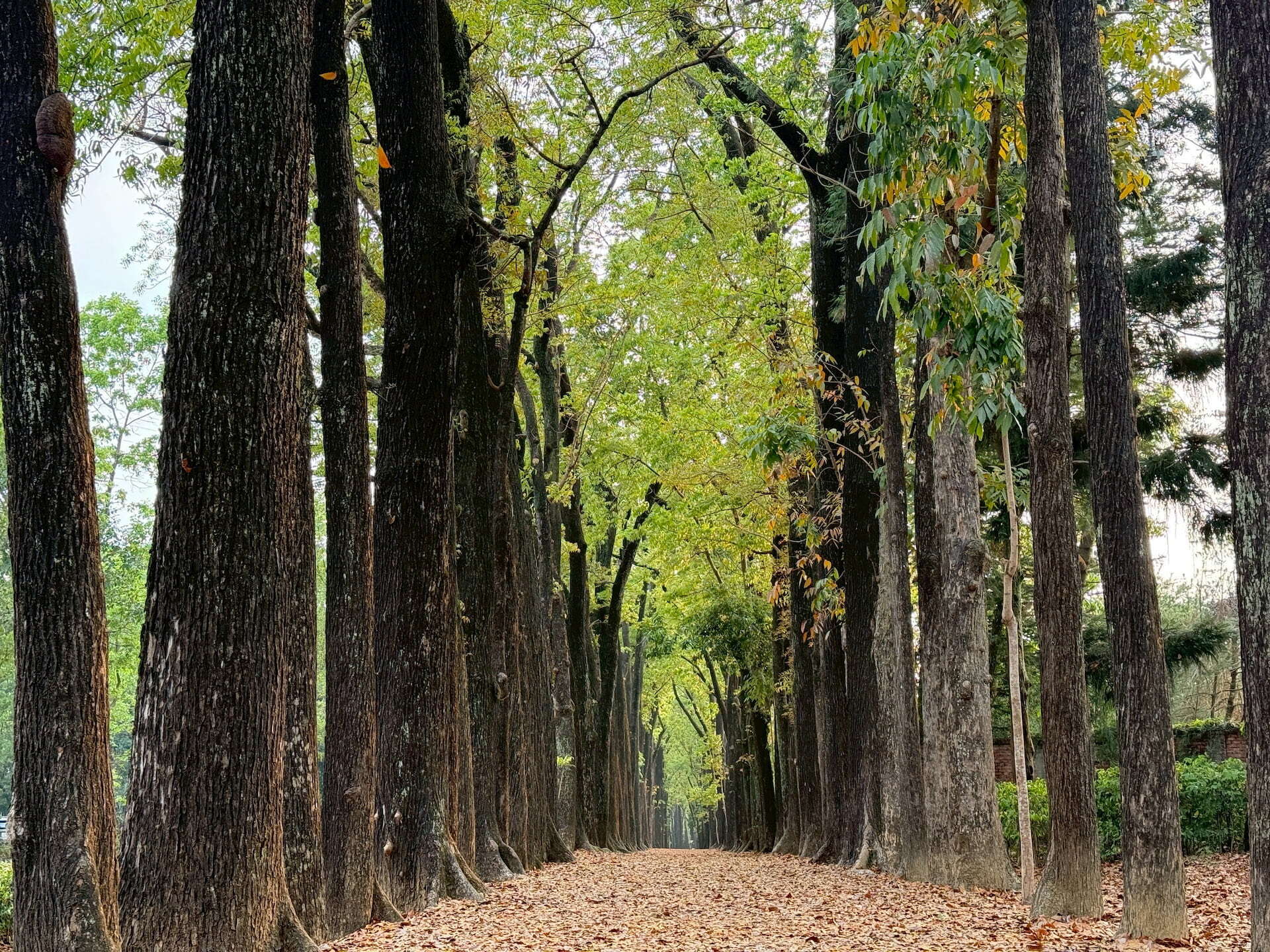 新威森林公園-桃花心木步道