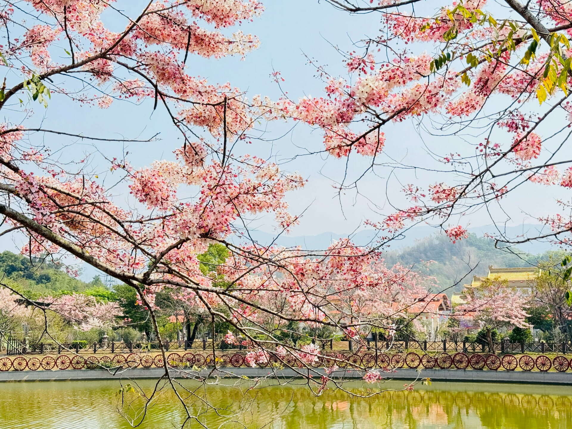神威天台山-日月湖畔花旗木
