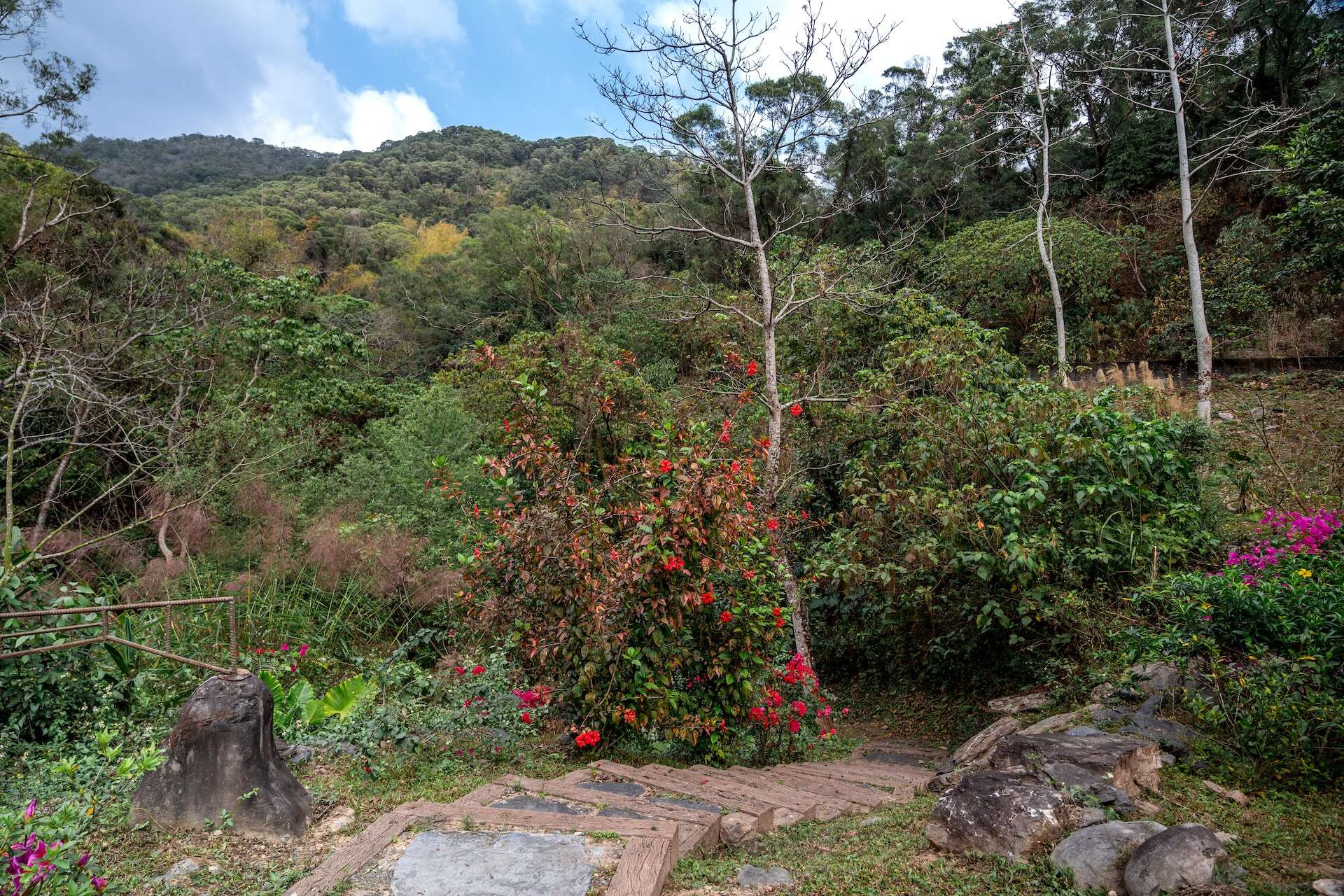 步道沿途樹蔭濃密，景色優美