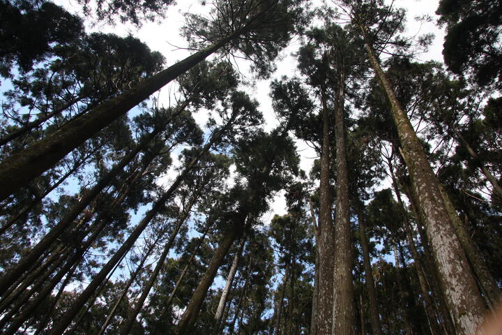 藤枝國家森林遊樂區