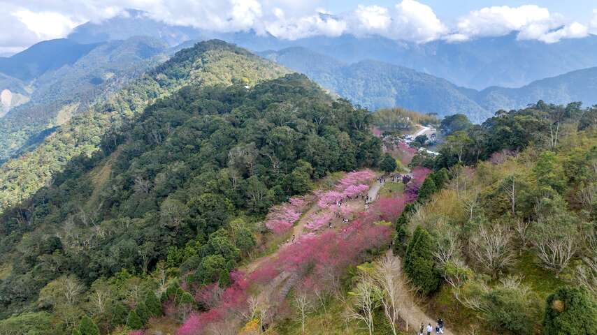 寶山二集團櫻花公園