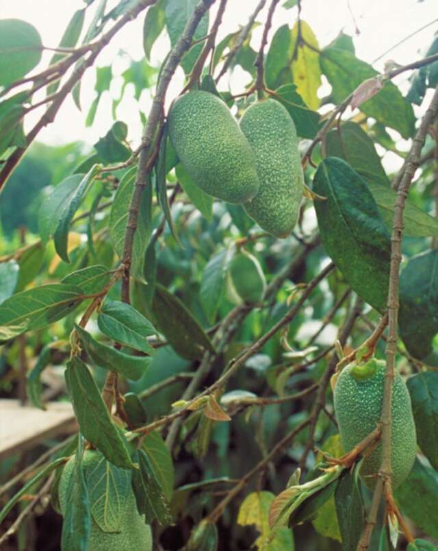 愛玉