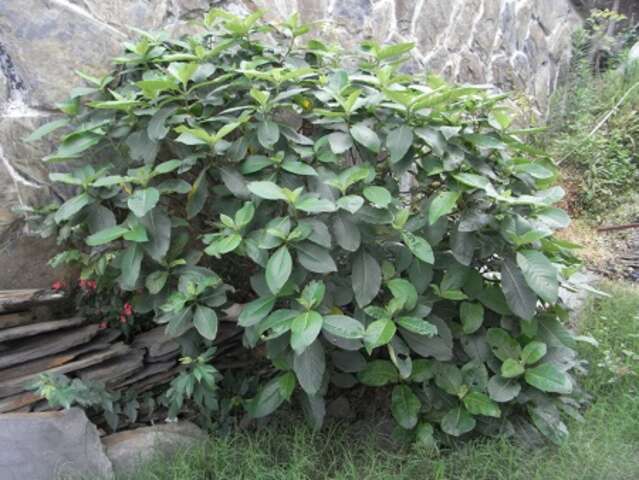 甲酸菜