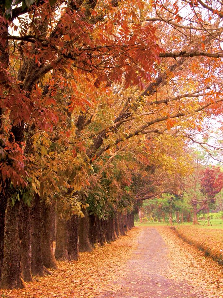 茂林國家風景區暢遊茂林旅遊景點六龜區新威森林公園