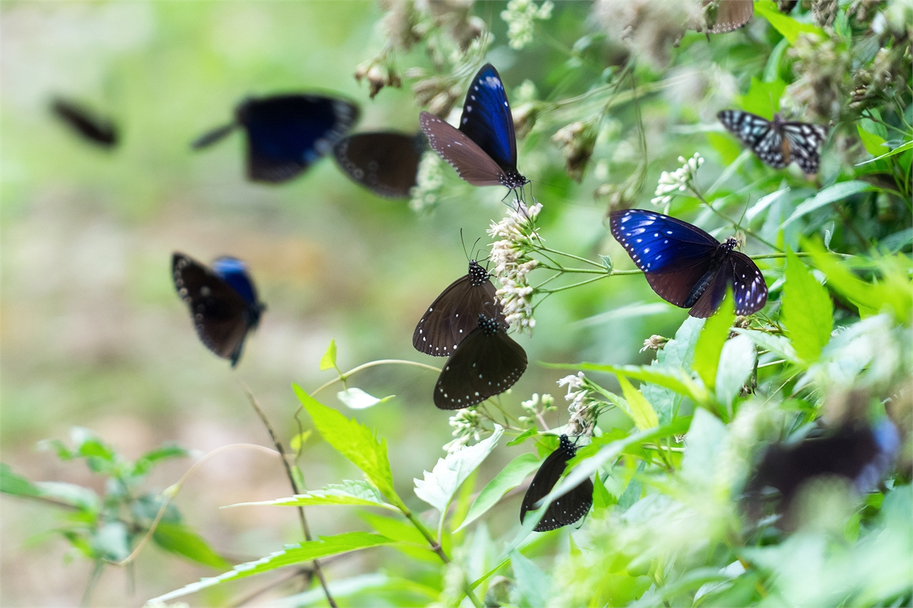 Butterfly Watching Route-1