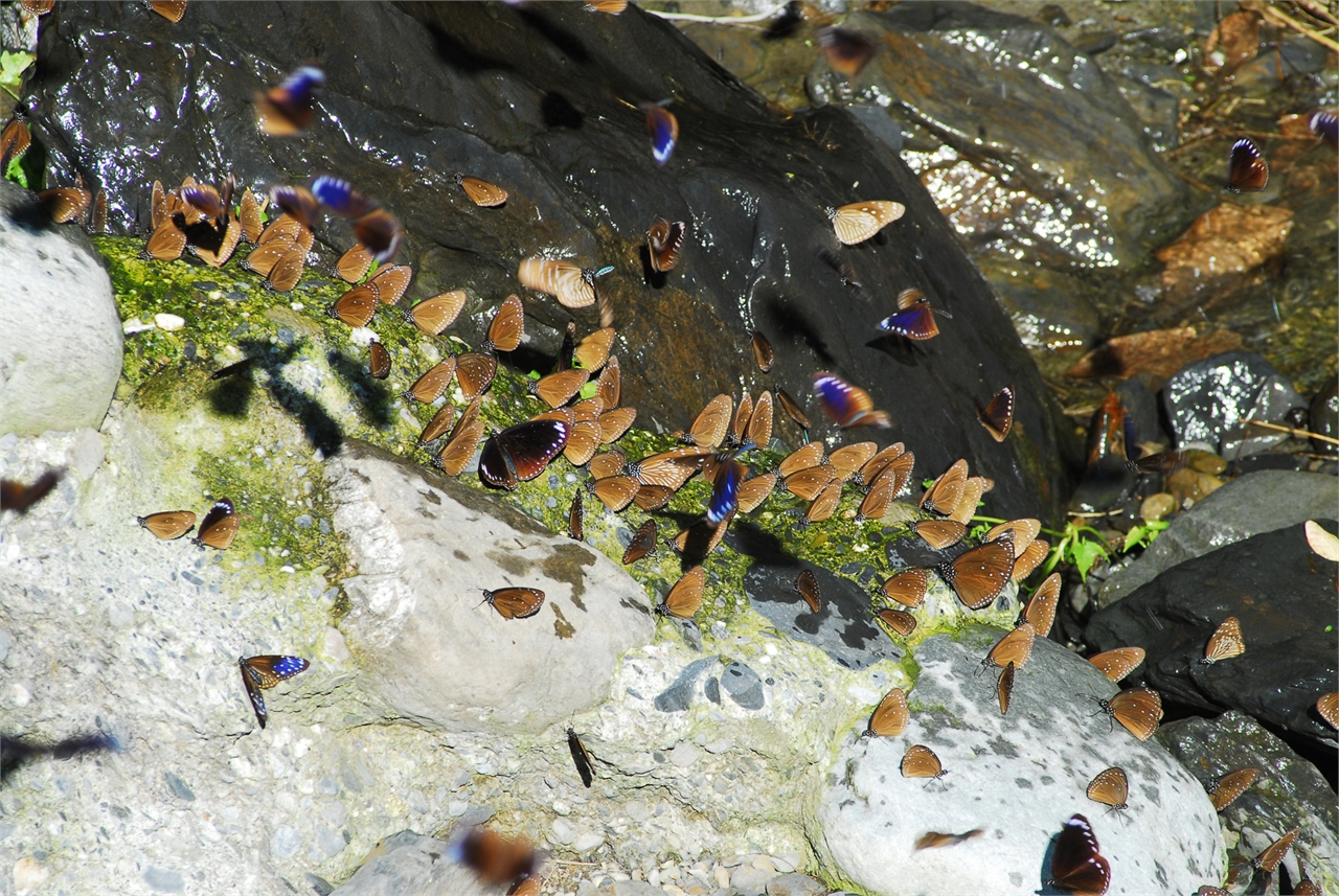 紫の蝶が地面にかかって蝶の毛布を形成します